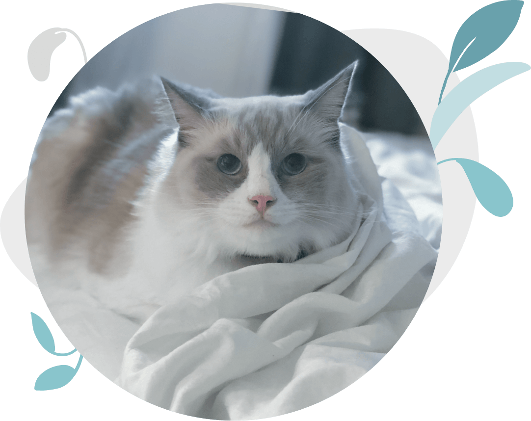 ragdoll cat singapore