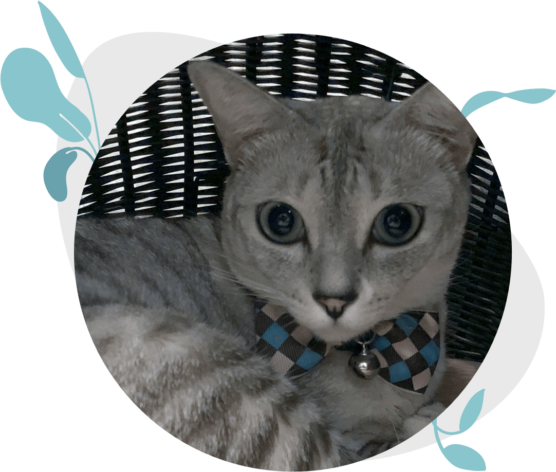 siamese cat singapore